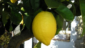 Citroner i Marbella