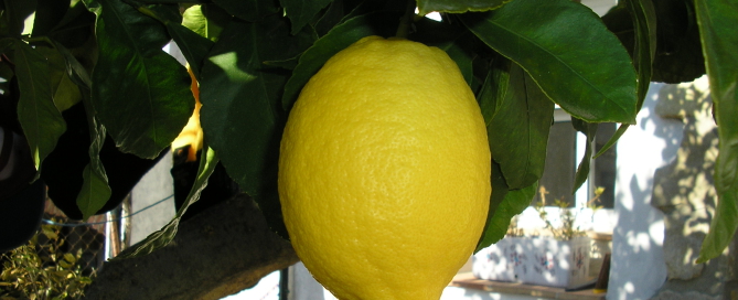 Citroner i Marbella