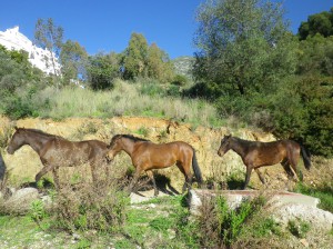 Rose-Marie bloggar från Marbella om den förtjusande bergsbyn Istán