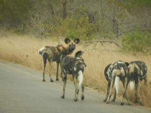 sa wild dogs